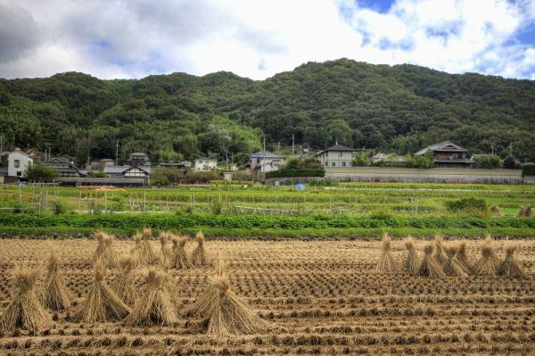 Flaherty, Dennis 아티스트의 Japan, Nara, Heguri-cho Field of drying rice작품입니다.